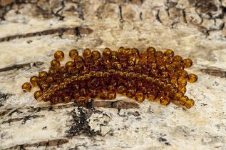 Seed Beads transparent 2,6 mm, Ljusbrun (20g)