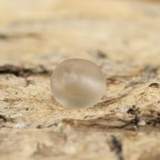 Frostad glaspärla 4 mm, Beige (60st)