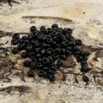 Seed bead 2 mm