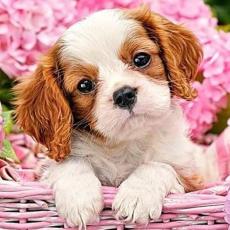 Diamond Painting Canvas 30 x 40 cm, Blomvalp