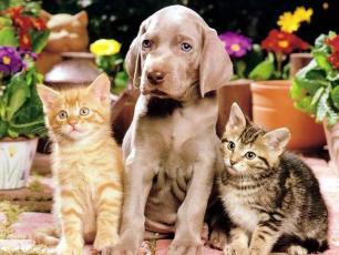 Diamond Painting Canvas 40 x 30 cm, Husdjur