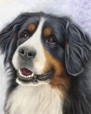 Diamond Painting Canvas 30 x 40 cm, Berner Sennen