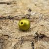Guldlime