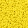 Opaque Dandelion
