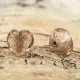 Gammelrosa