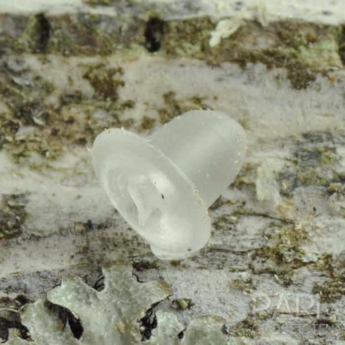Örstopp gummi, Vit (15st+)