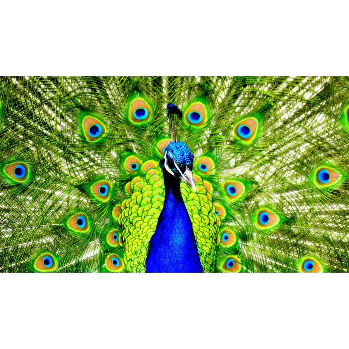 Diamond Painting Canvas 90 x 50 cm, Påfågel