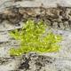 Olivine