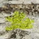 Olivine