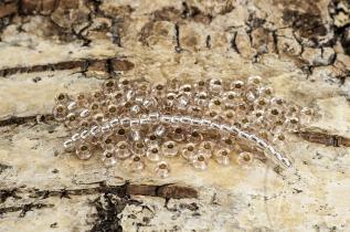 Seed Beads silverlined 2,6 mm, Puderrosa (20g)