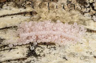 Seed Beads matt rainbow 2,3 mm, Ljusrosa (20g)