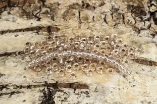 Seed Beads silverlined 2,6 mm, Puderrosa (20g)