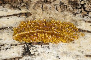 Seed Beads transparent rainbow 2,6 mm, Bärnsten (20g)