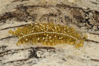 Seed Beads silverlined 2,6 mm, Ljus bärnsten (20g)