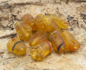 Frostad Glaspärla Kattass 8x11 mm, Bärnstensmix (10st)