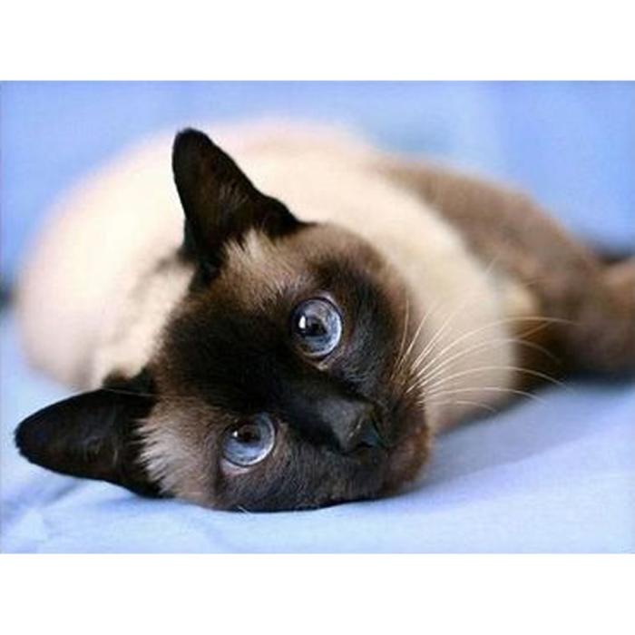 Diamond Painting Canvas 15 x 15 cm, Lazy Cat