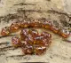 Orange AB
