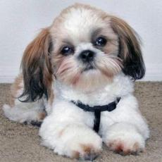 Diamond Painting Canvas 30 x 40 cm, Shih Tzu