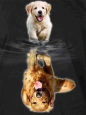 Diamond Painting Canvas 30 x 40 cm, Valp & hund